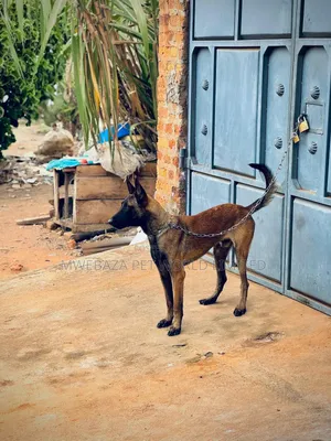 6-12 months Male Purebred Mongrel (No Breed)