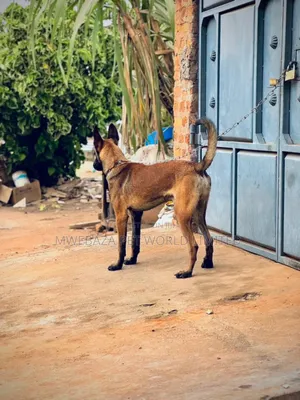 6-12 months Male Purebred Mongrel (No Breed)