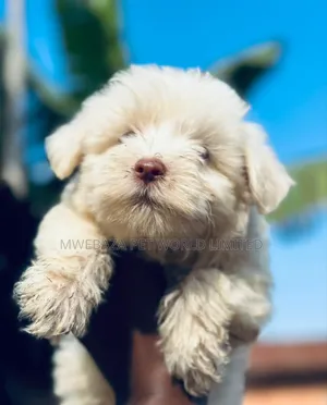 6-12 months Female Purebred Maltese Shih Tzu