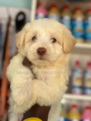 6-12 months Female Purebred Maltese Shih Tzu