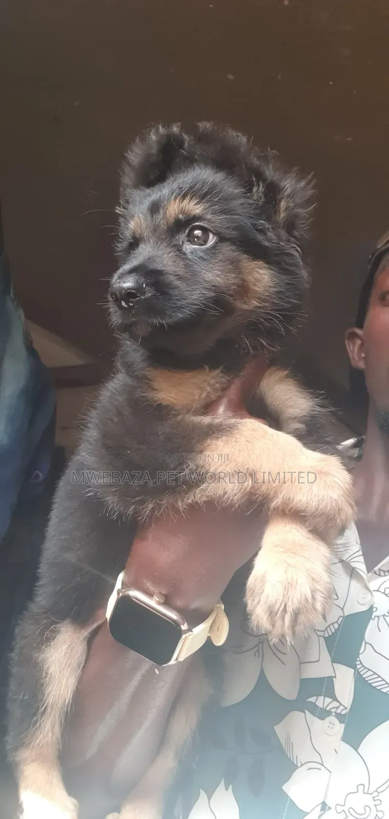 6-12 months Male Purebred German Shepherd