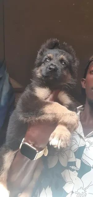 6-12 months Male Purebred German Shepherd