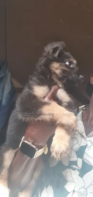 6-12 months Male Purebred German Shepherd