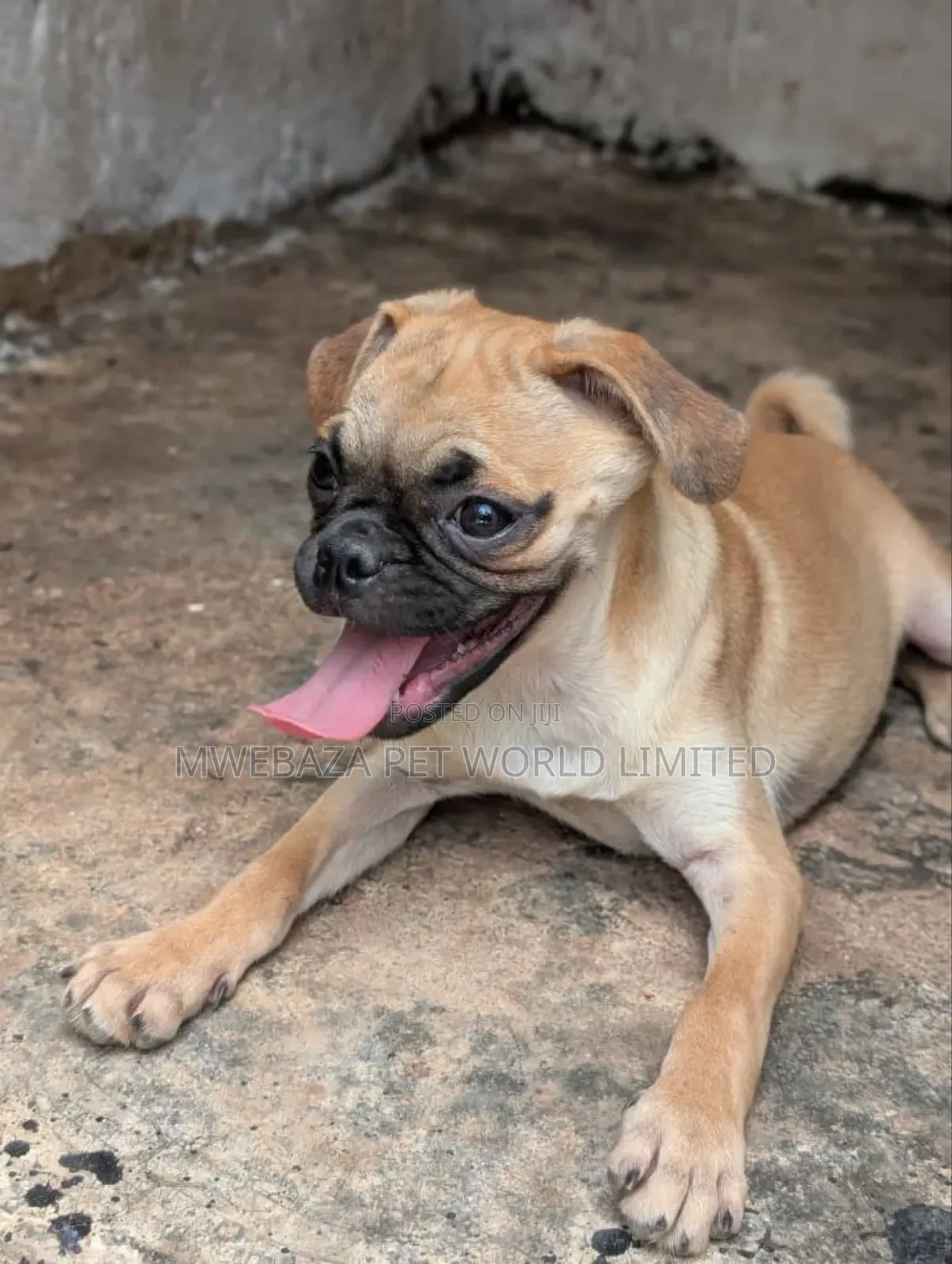 1-3 months Female Purebred Pug
