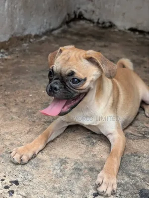1-3 months Female Purebred Pug
