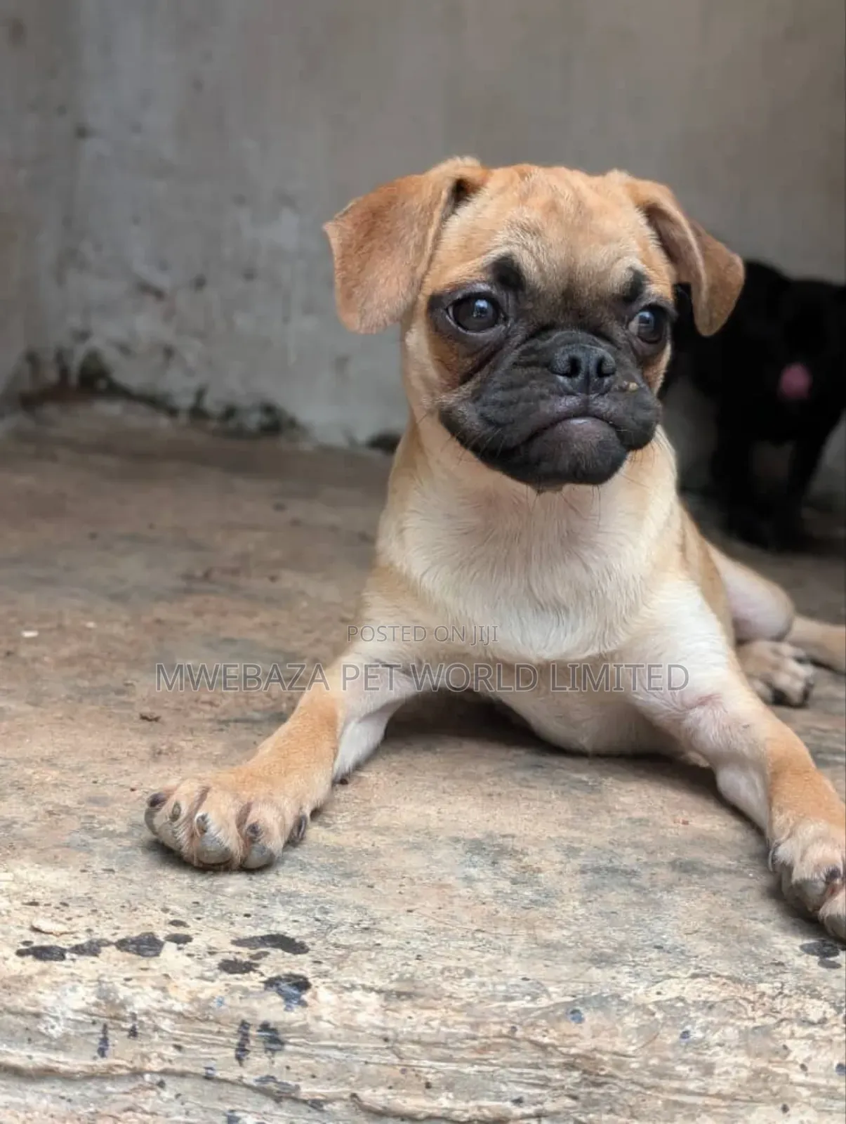 1-3 months Female Purebred Pug