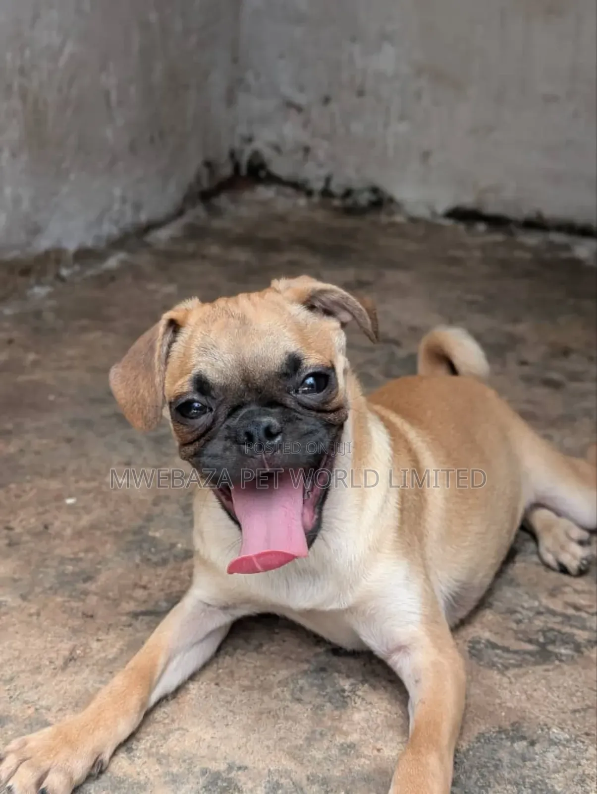 1-3 months Female Purebred Pug