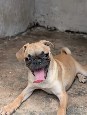 1-3 months Female Purebred Pug