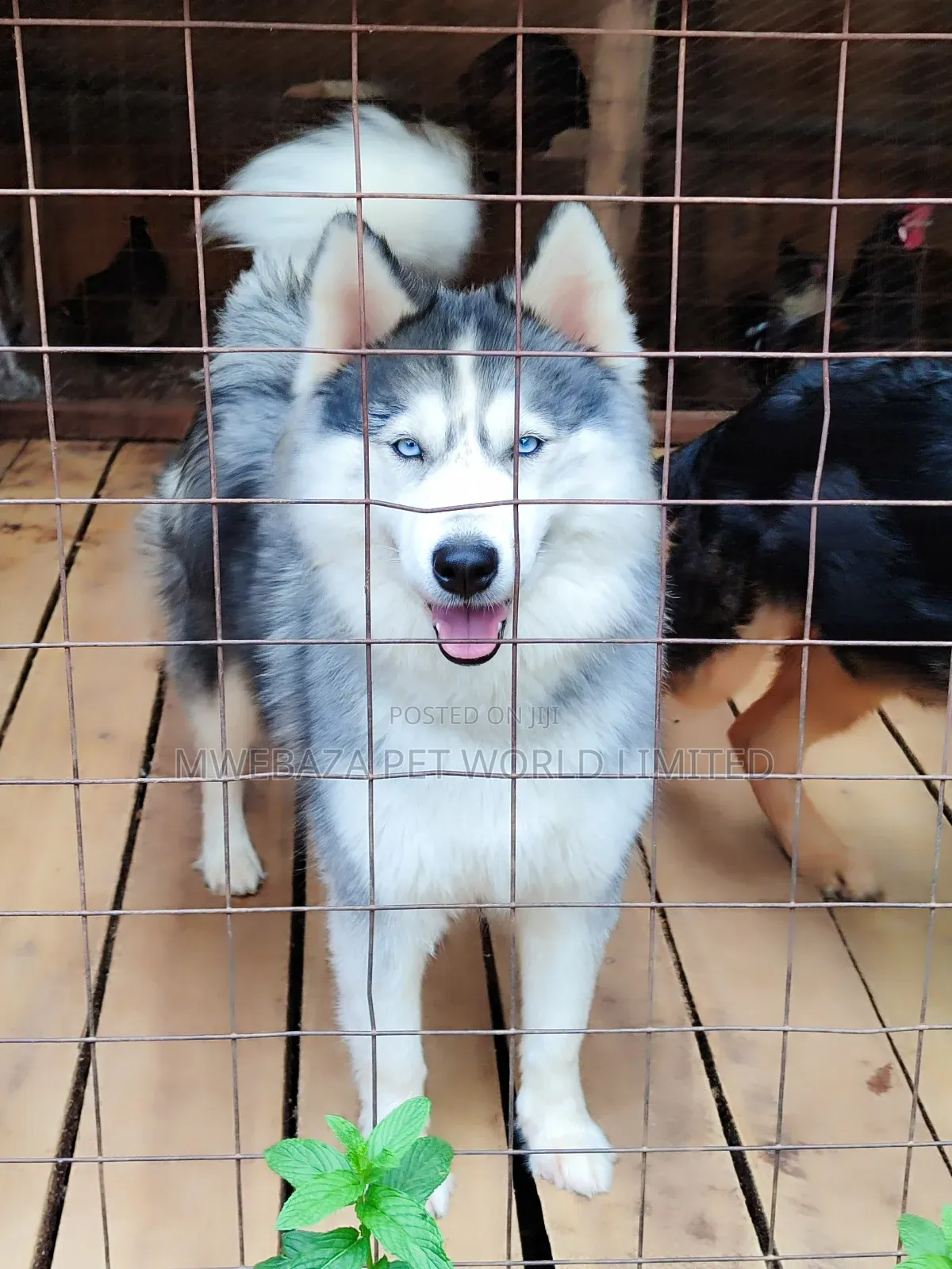 3-6 months Female Purebred American Eskimo