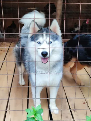 3-6 months Female Purebred American Eskimo