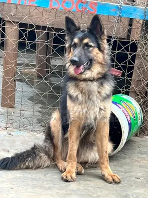 6-12 months Male Purebred German Shepherd