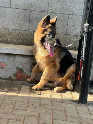 6-12 months Female Purebred German Shepherd