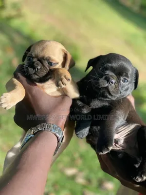 1-3 months Male Purebred Pug