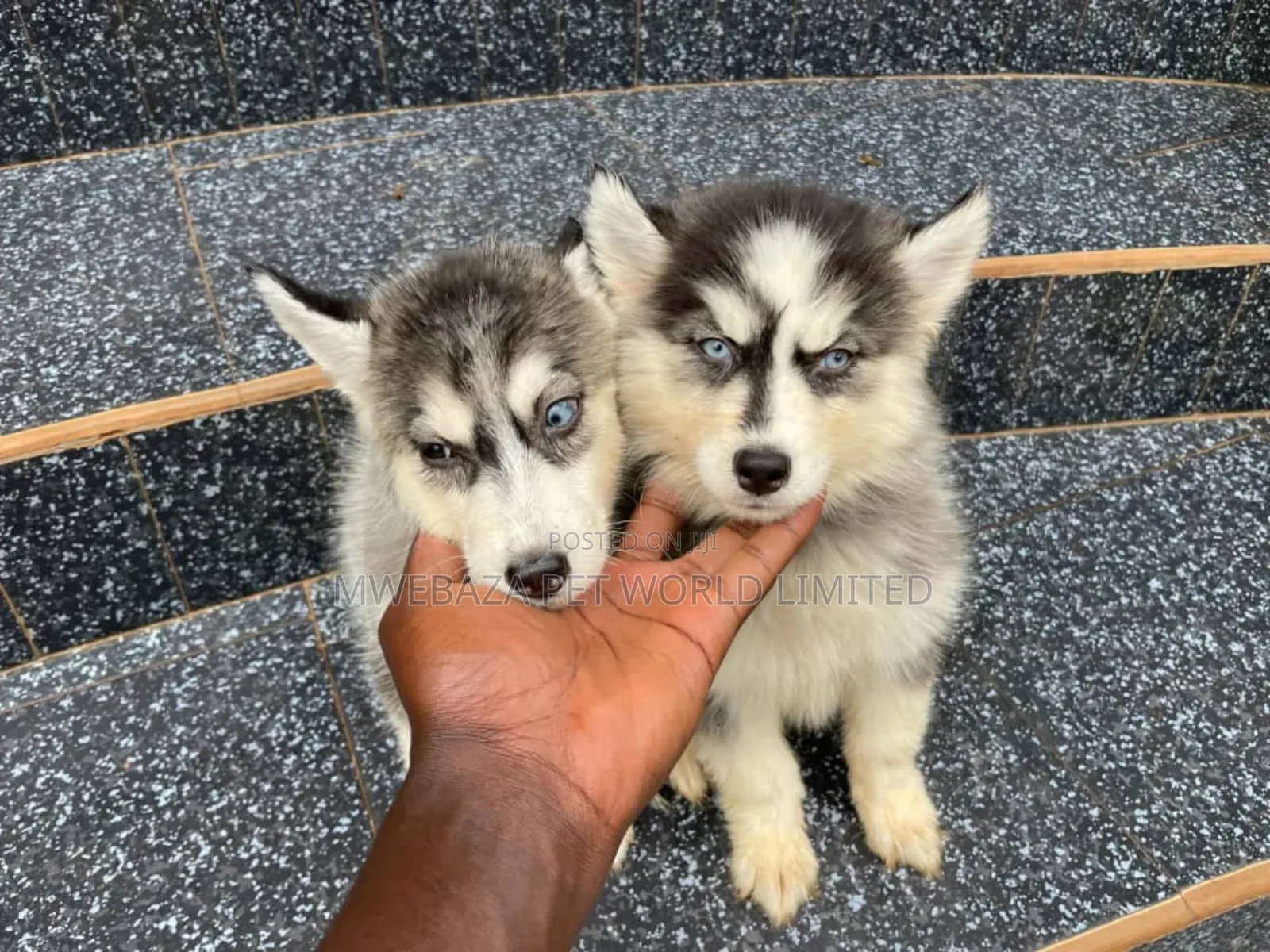 3-6 months Female Purebred Azawakh