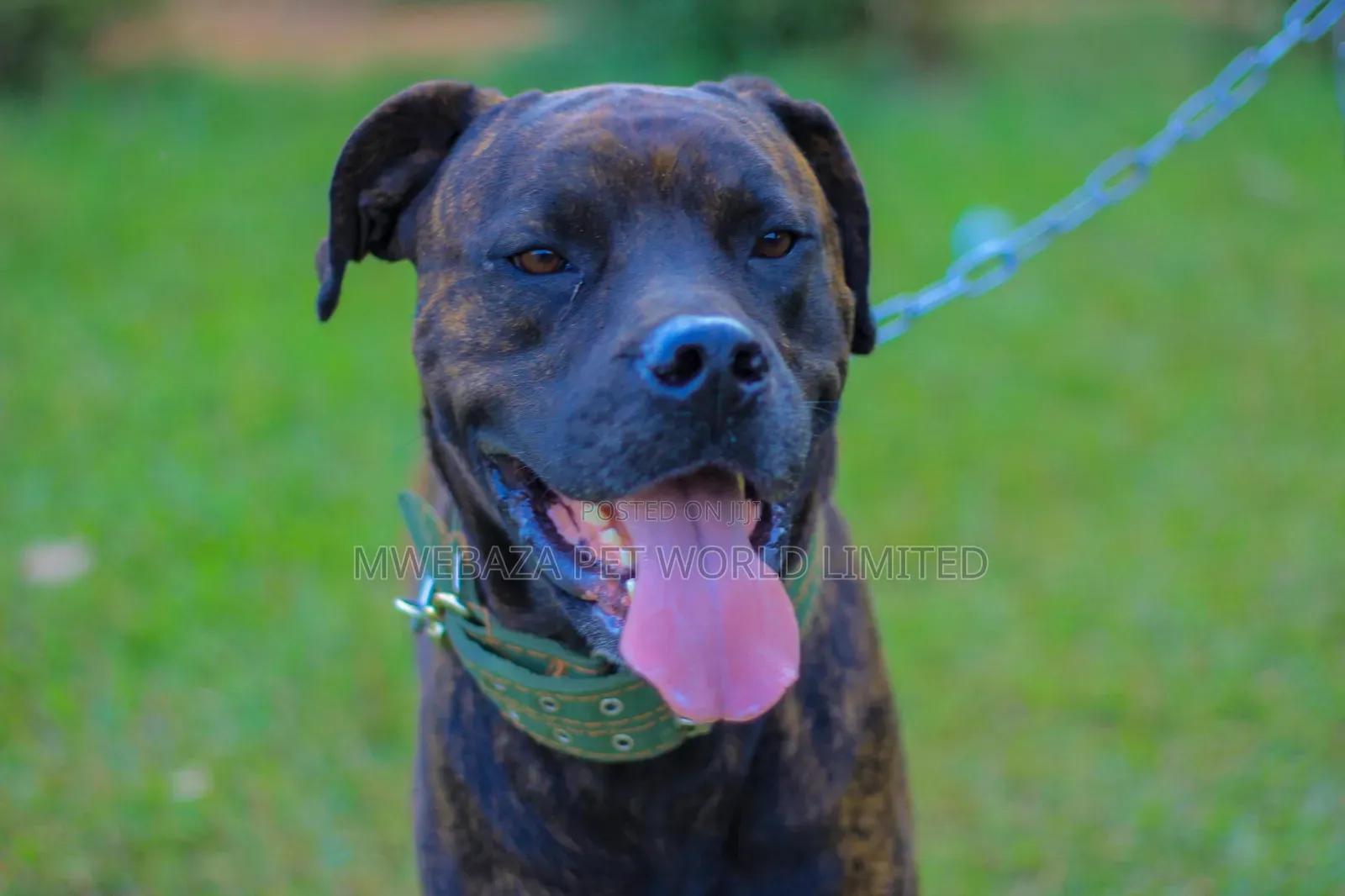 3-6 months Male Purebred Staffordshire Bull Terrier