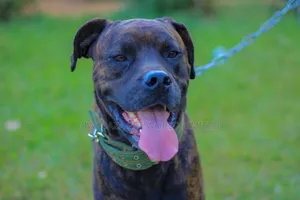 3-6 months Male Purebred Staffordshire Bull Terrier