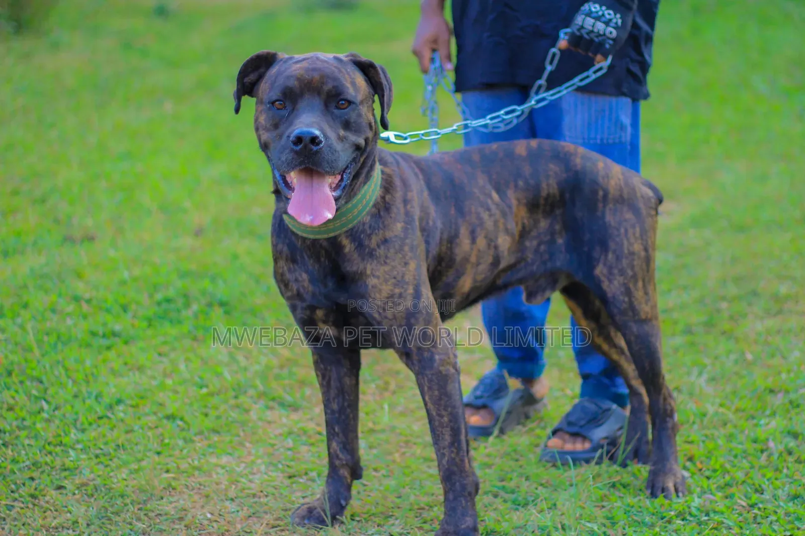 3-6 months Male Purebred Staffordshire Bull Terrier