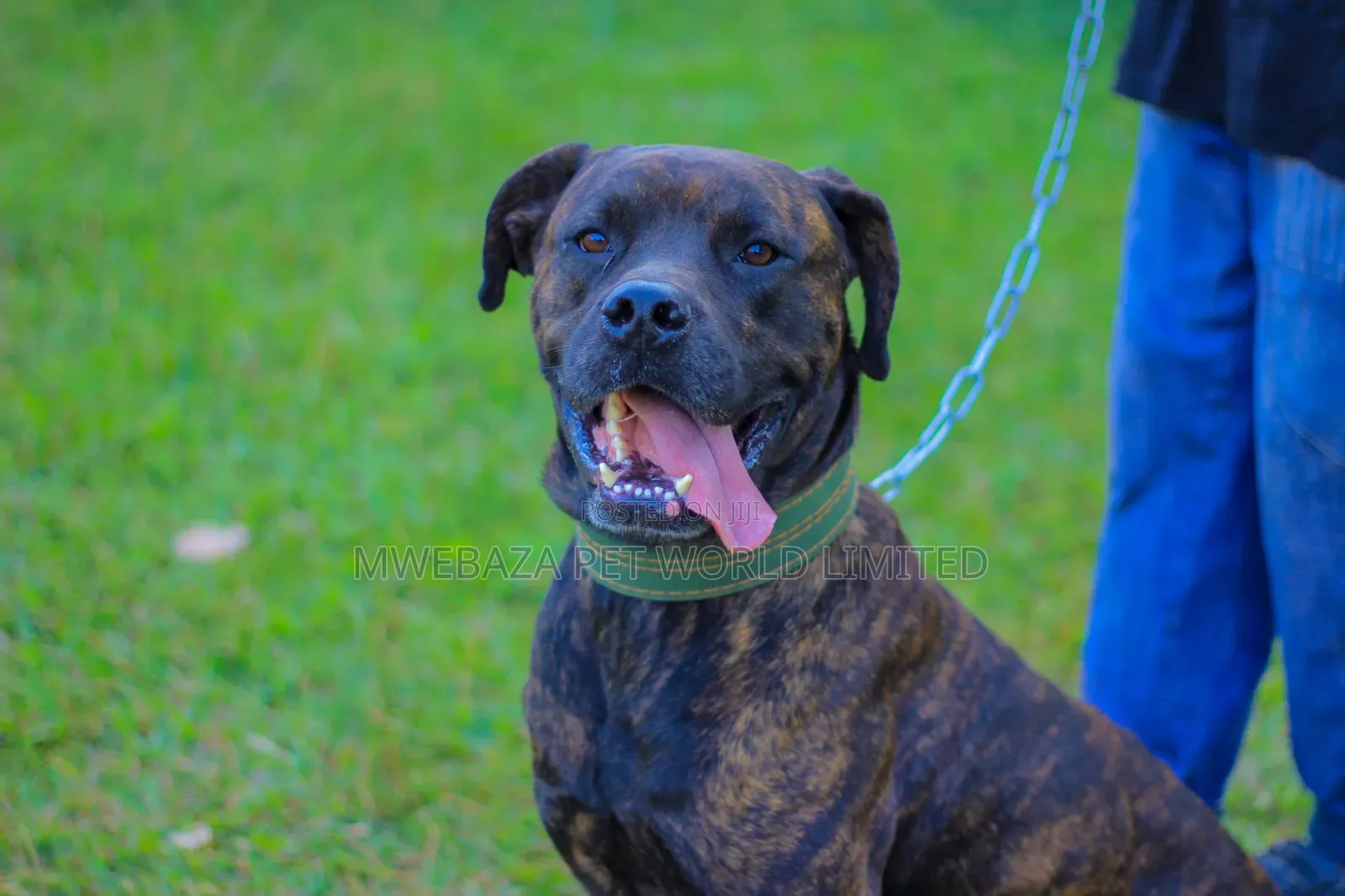 3-6 months Male Purebred Staffordshire Bull Terrier