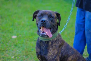 3-6 months Male Purebred Staffordshire Bull Terrier