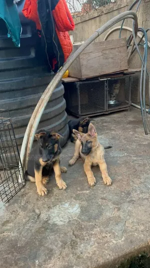 3-6 months Male Purebred German Shepherd
