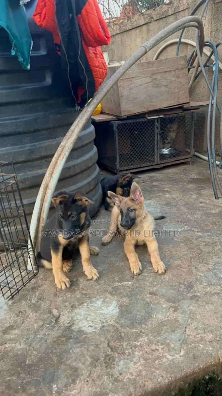 3-6 months Male Purebred German Shepherd