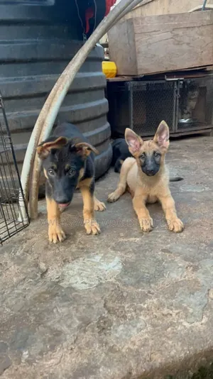 3-6 months Male Purebred German Shepherd