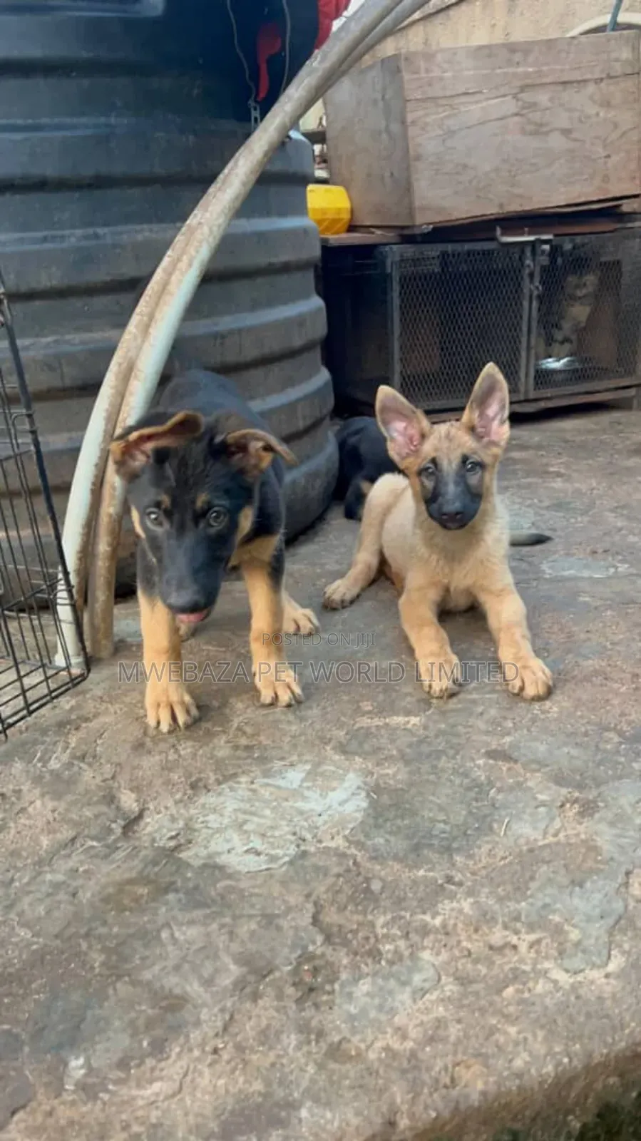 3-6 months Male Purebred German Shepherd