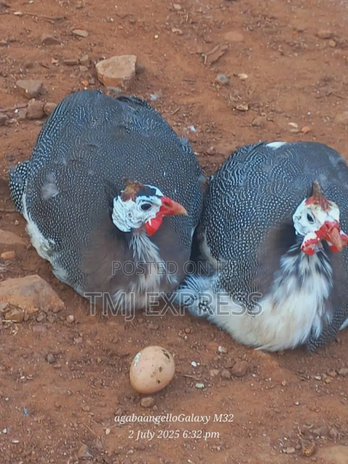 Guinea Fowl