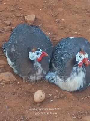 Guinea Fowl