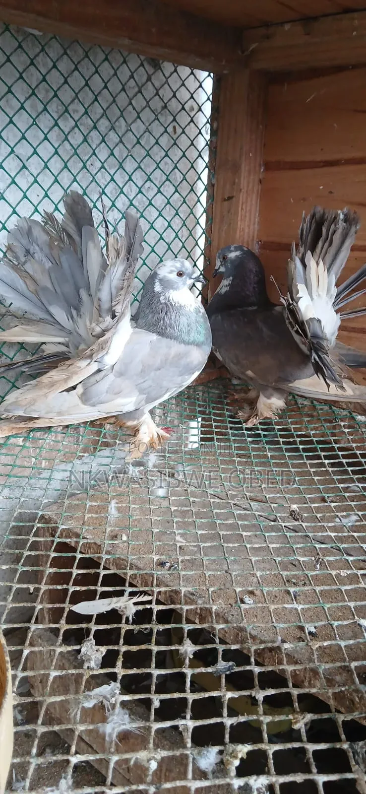 American Fantail Pigeons