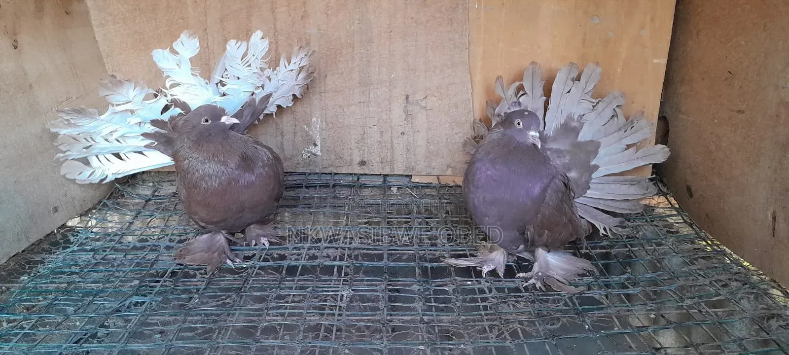 American Fantail Pigeons