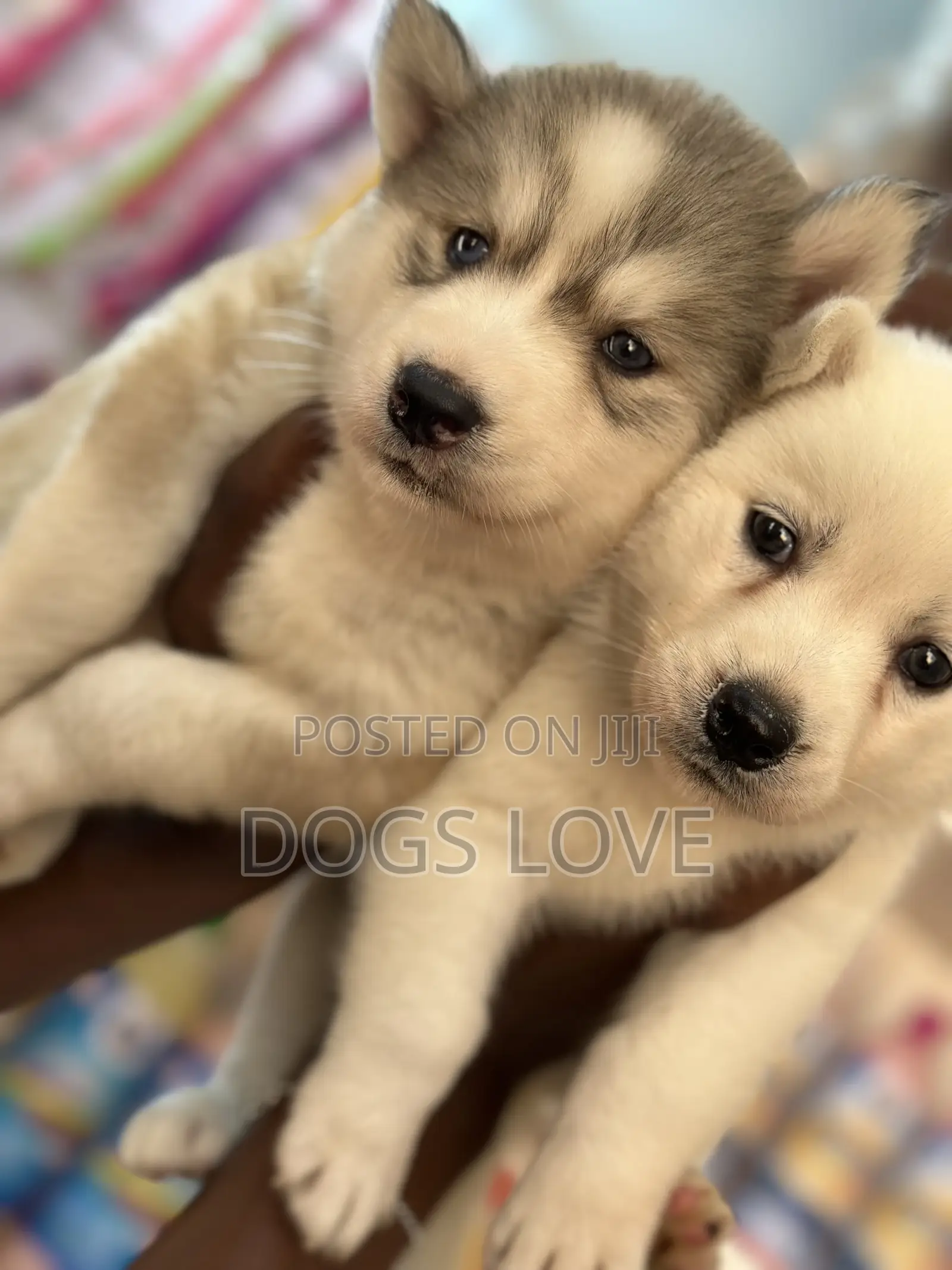 1-3 months Male Purebred Siberian Husky