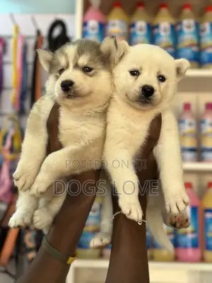 1-3 months Male Purebred Siberian Husky