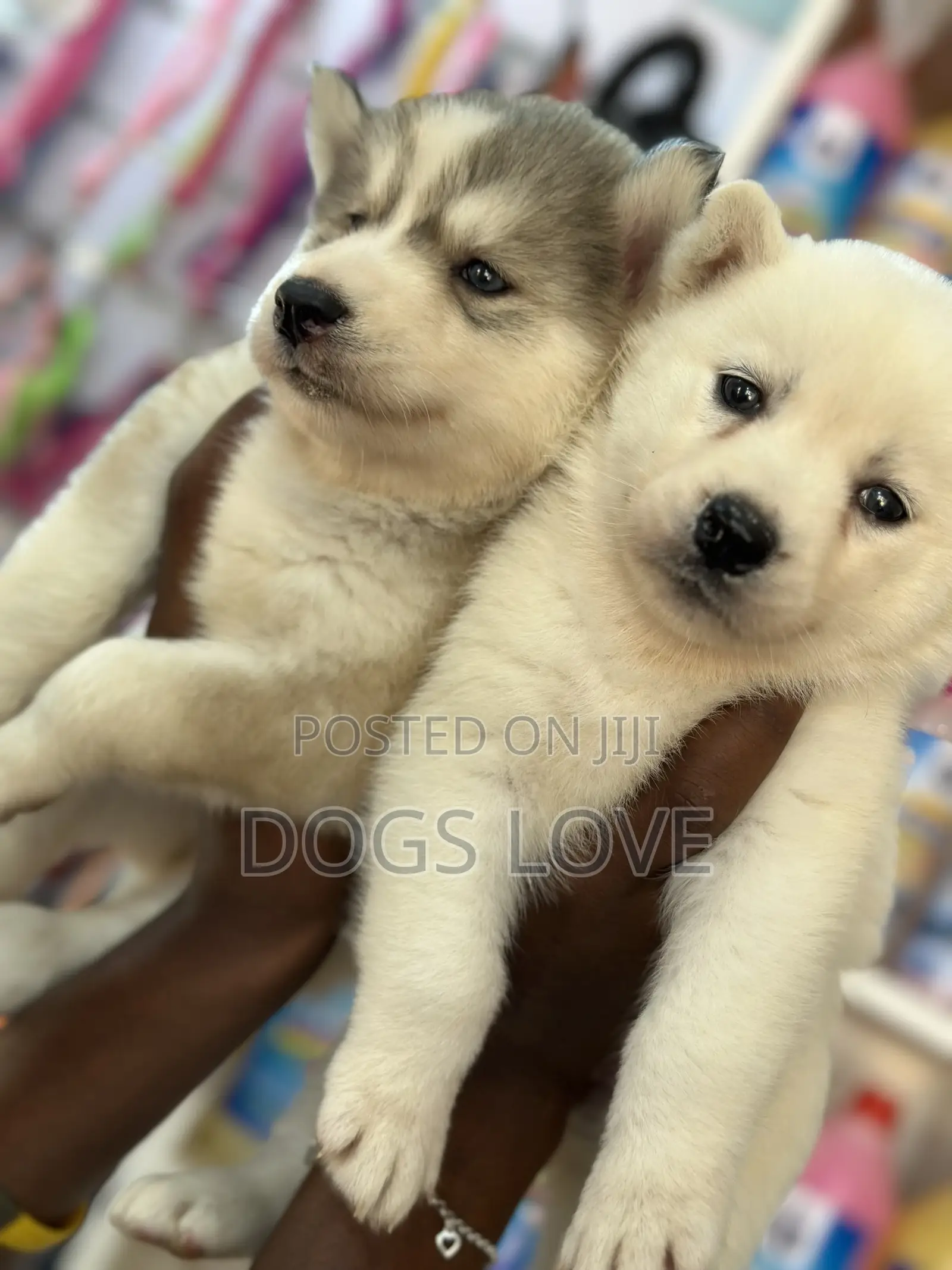 1-3 months Male Purebred Siberian Husky
