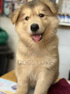 1-3 months Male Purebred Alaskan Malamute