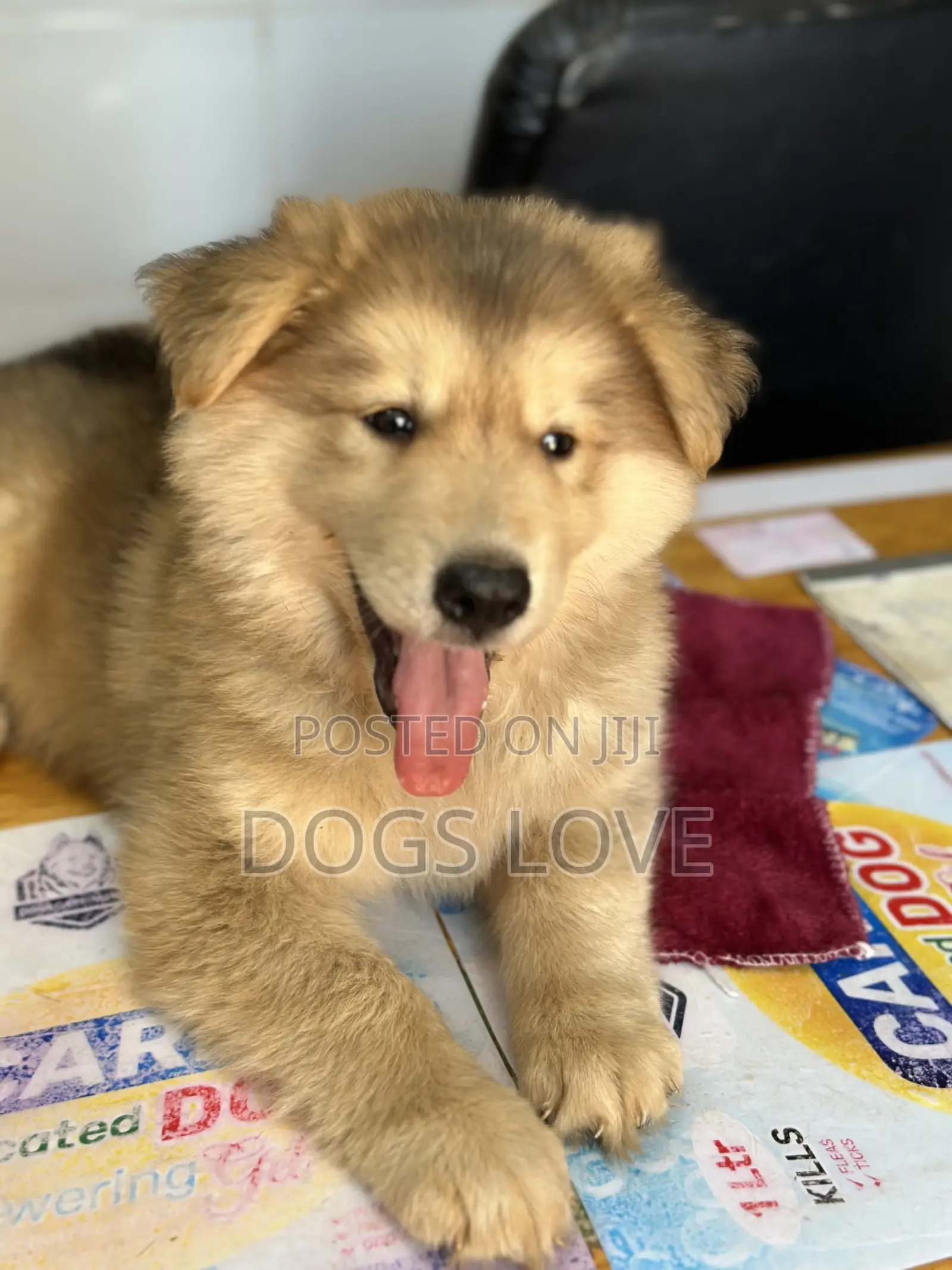 1-3 months Male Purebred Alaskan Malamute