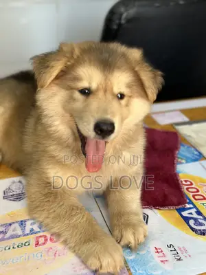 1-3 months Male Purebred Alaskan Malamute