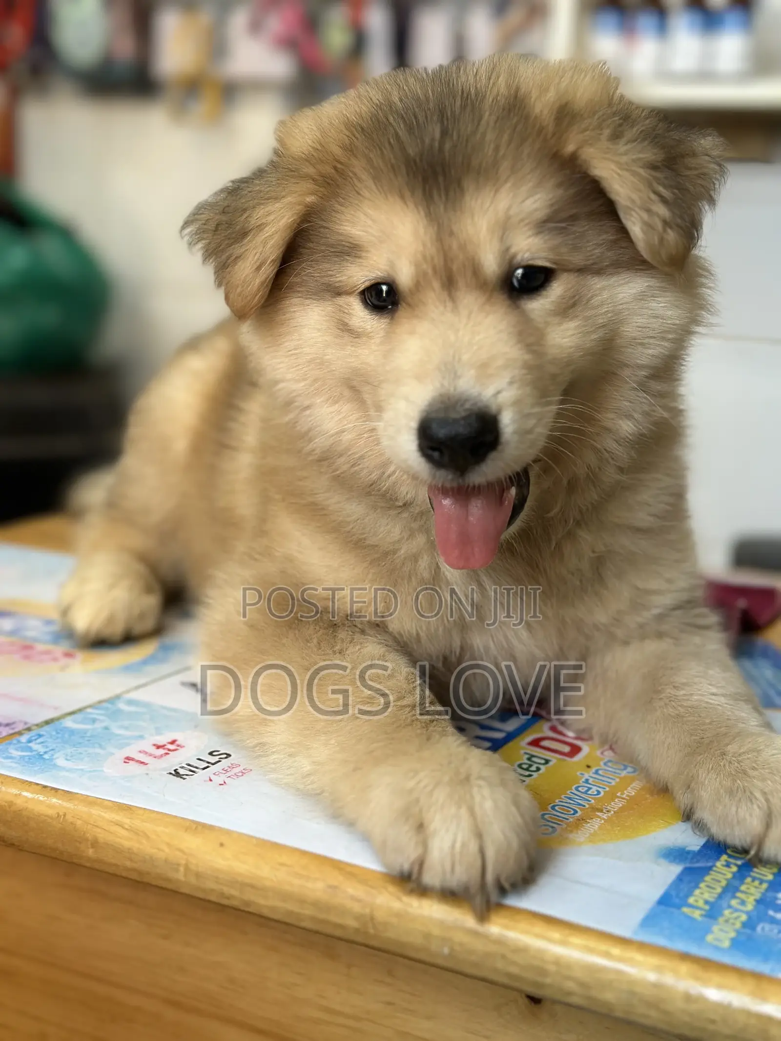1-3 months Male Purebred Alaskan Malamute