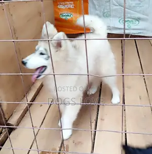 1-3 months Female Purebred Alaskan Malamute