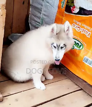 1-3 months Female Purebred Alaskan Malamute