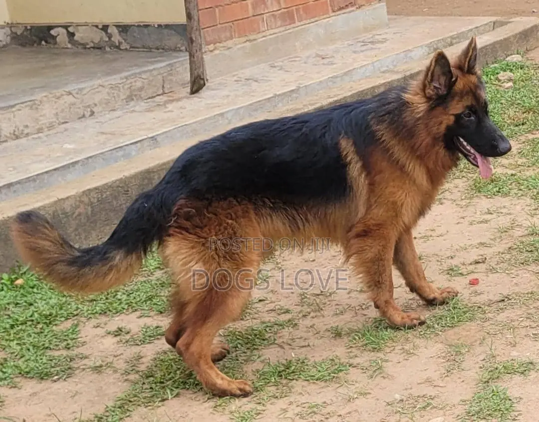 6-12 months Male Purebred German Shepherd