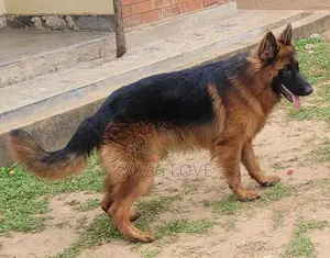 6-12 months Male Purebred German Shepherd