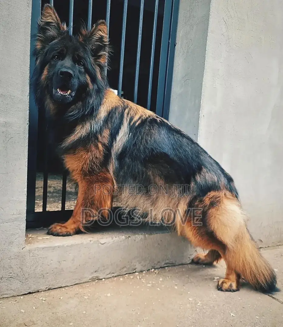 6-12 months Male Purebred German Shepherd
