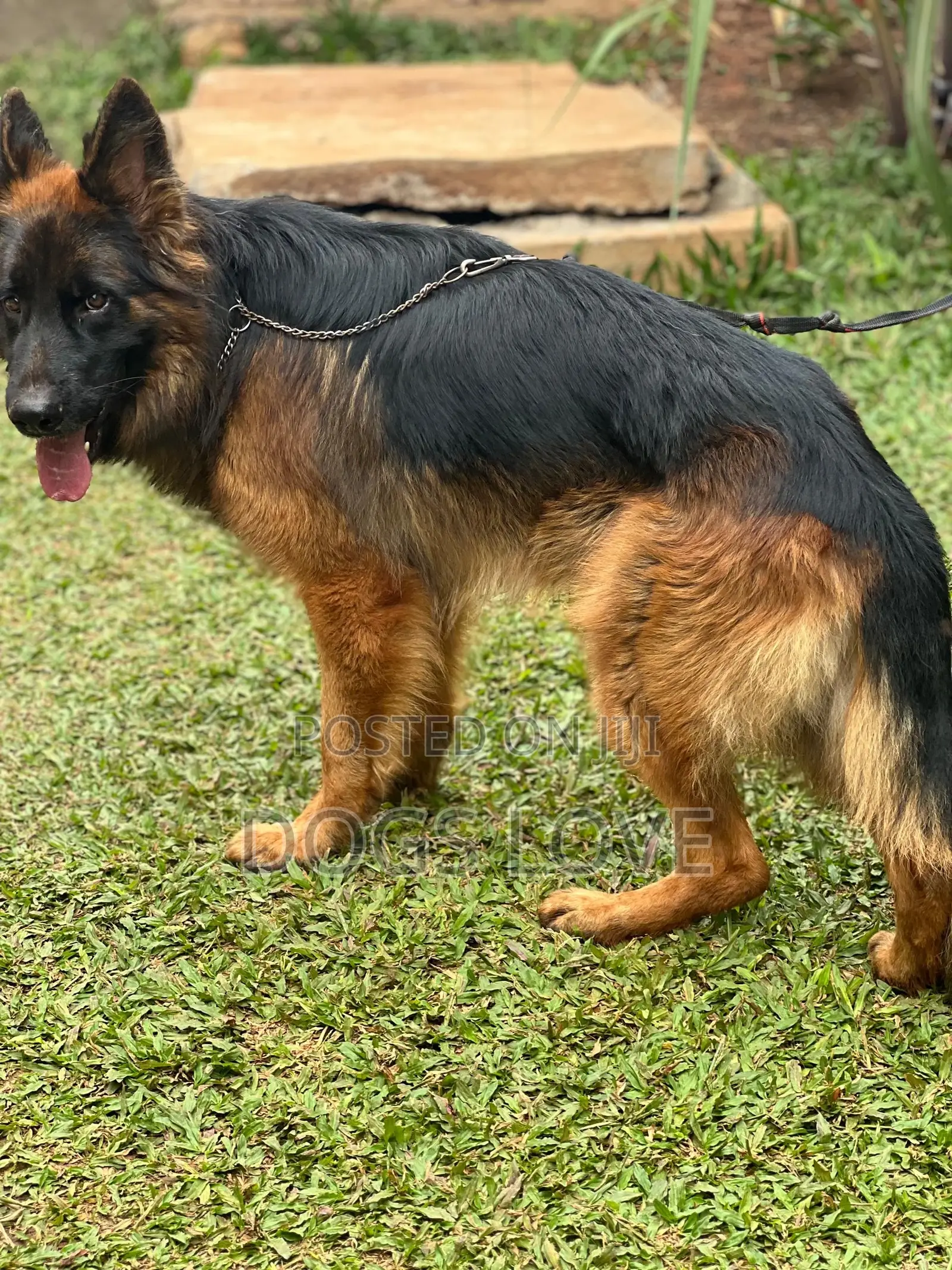 6-12 months Male Purebred German Shepherd