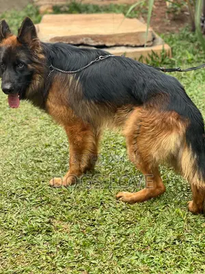 6-12 months Male Purebred German Shepherd