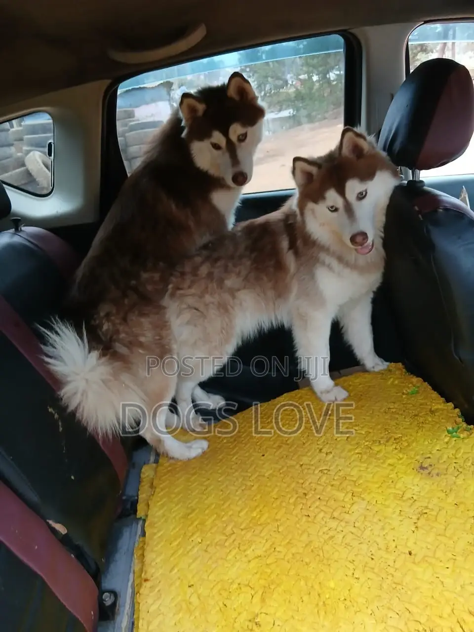 3-6 months Male Purebred Alaskan Malamute
