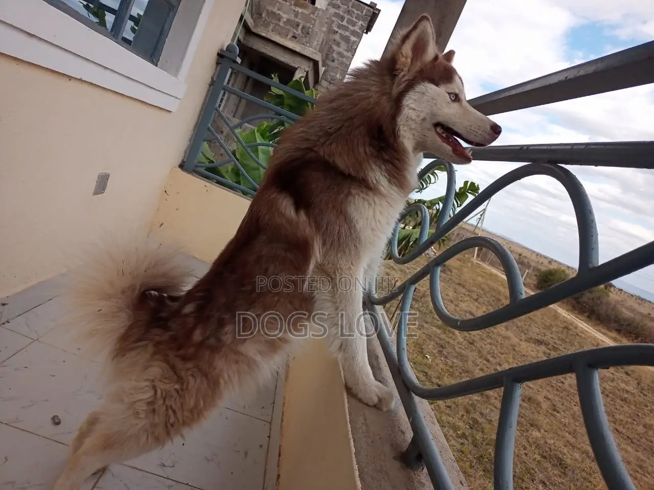3-6 months Male Purebred Alaskan Malamute