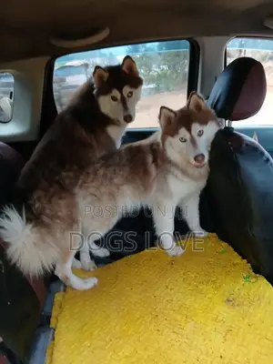 3-6 months Male Purebred Alaskan Malamute