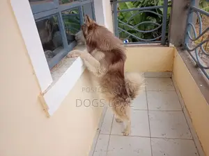3-6 months Male Purebred Alaskan Malamute