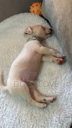 1-3 months Male Purebred Chihuahua